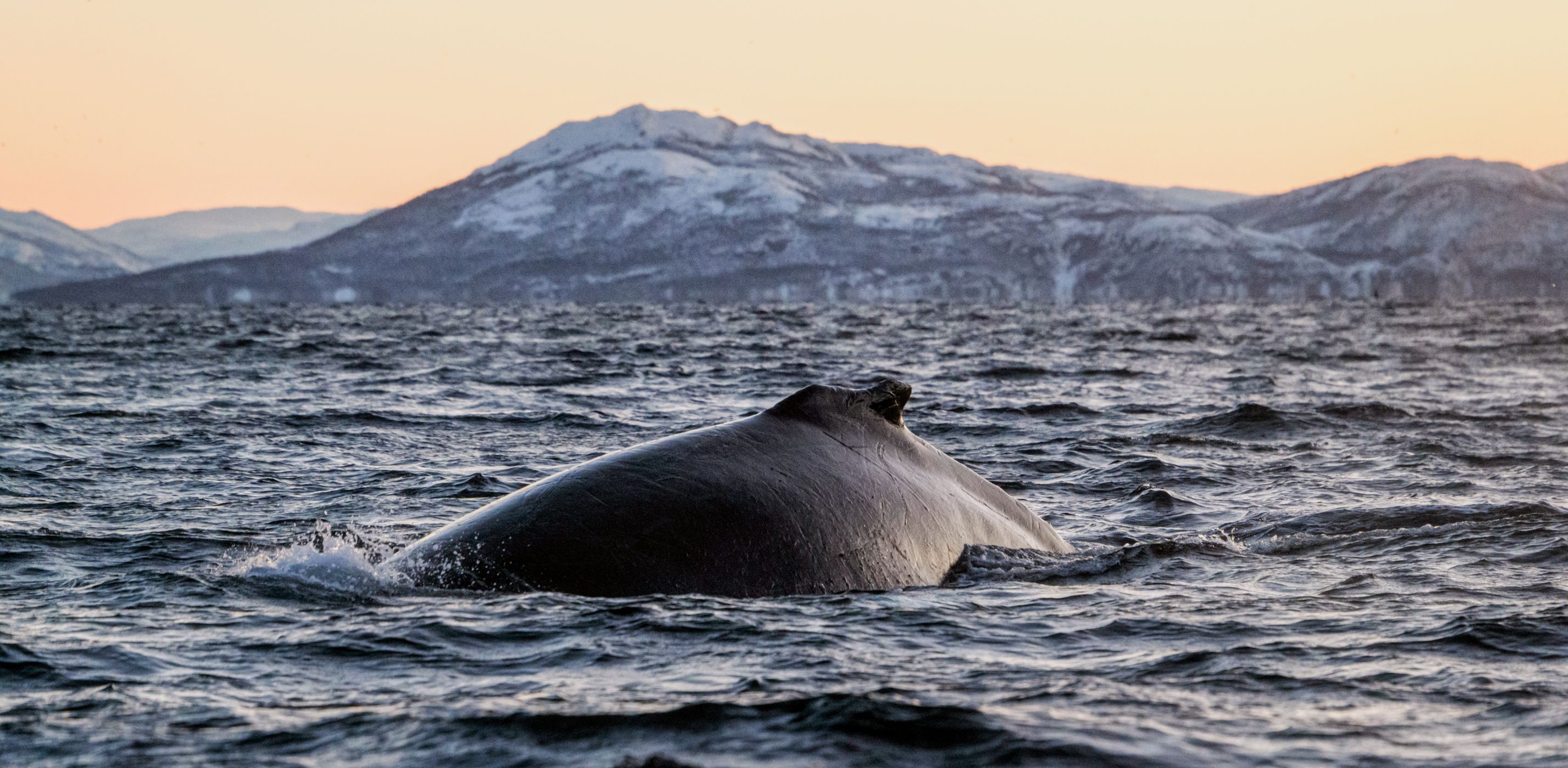 Skjervøy whale watching, Norway