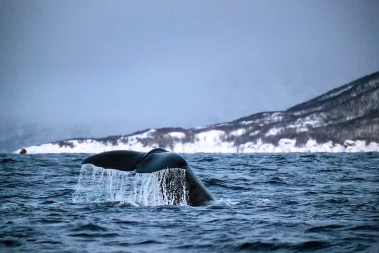 Skjervøy whale watching