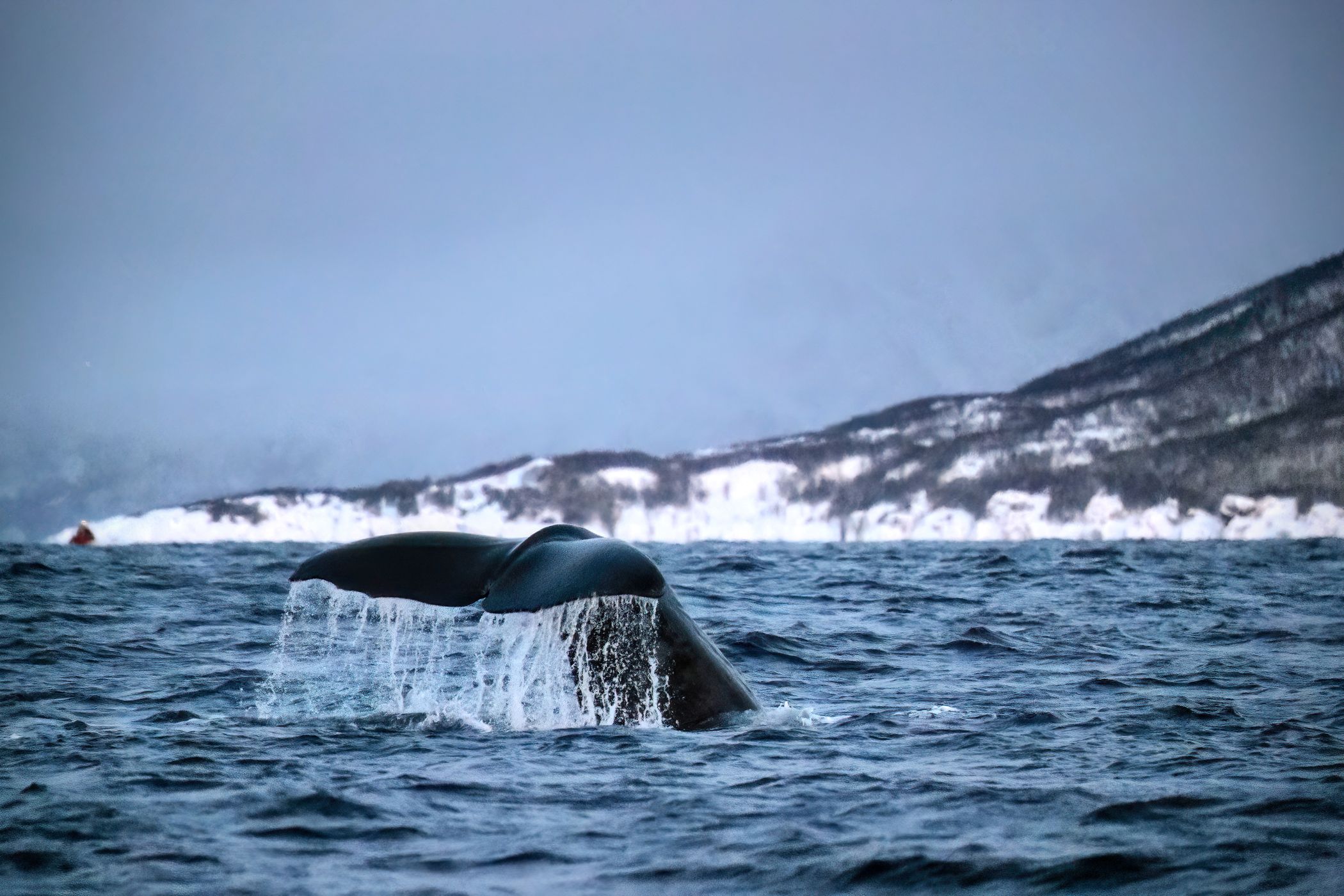 Skjervøy whale watching, Norway
