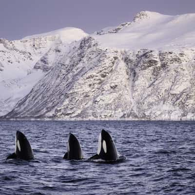 Skjervøy whale watching, Norway