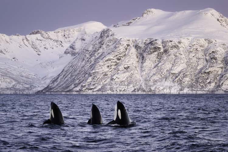Skjervøy whale watching