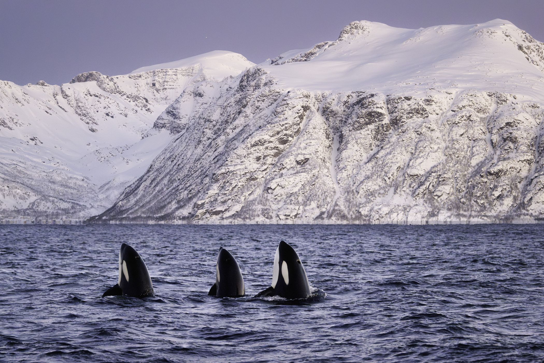Skjervøy whale watching, Norway