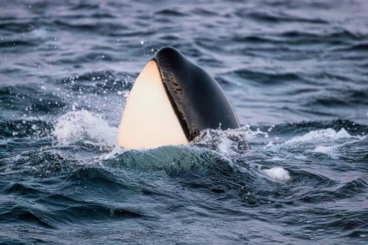 Skjervøy whale watching