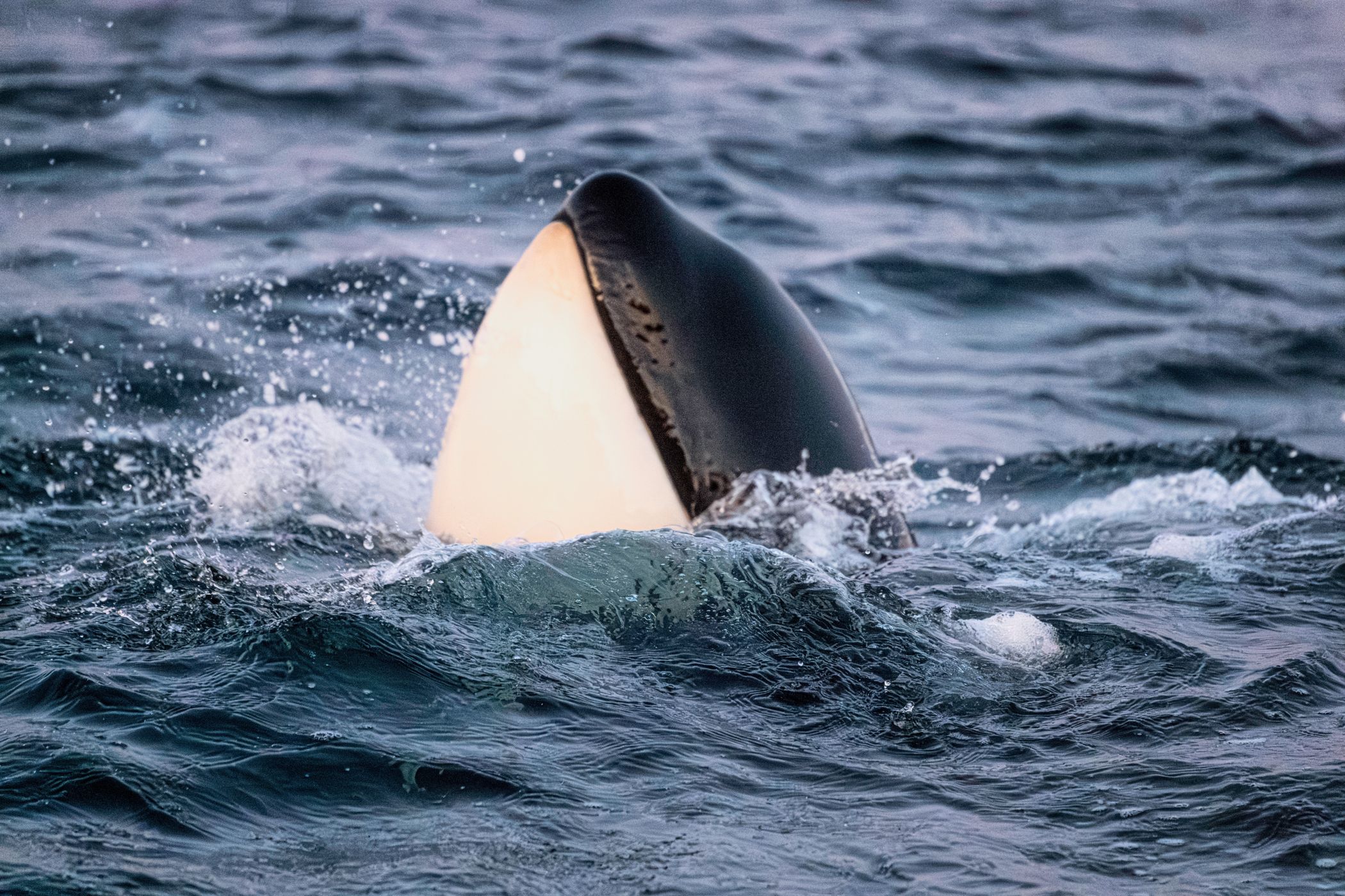 Skjervøy whale watching, Norway