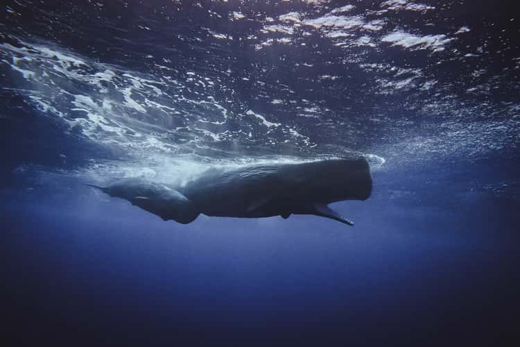 Sperm whale watching near Le Morne