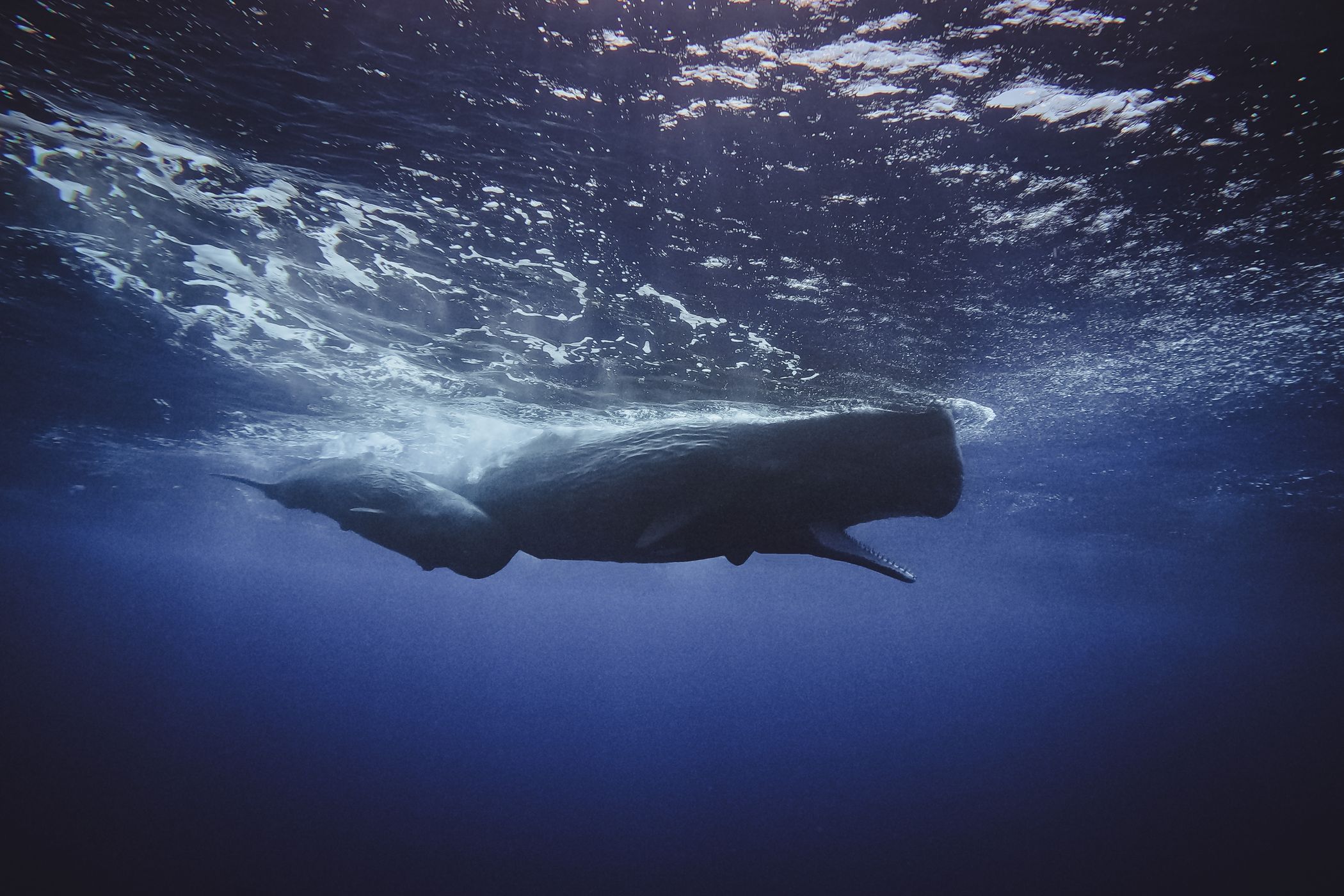 Sperm whale watching near Le Morne, Mauritius