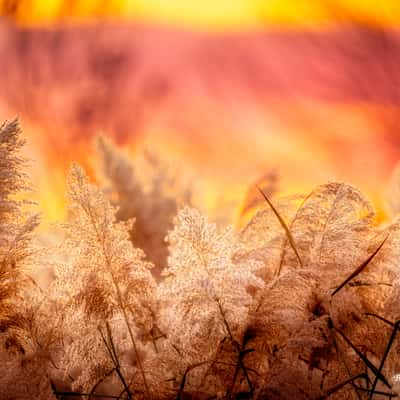 Sequoyah Wildlife Refuge, USA