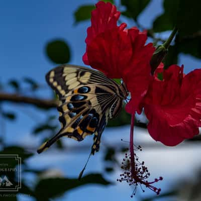 The Butterfly Farm Aruba, Aruba