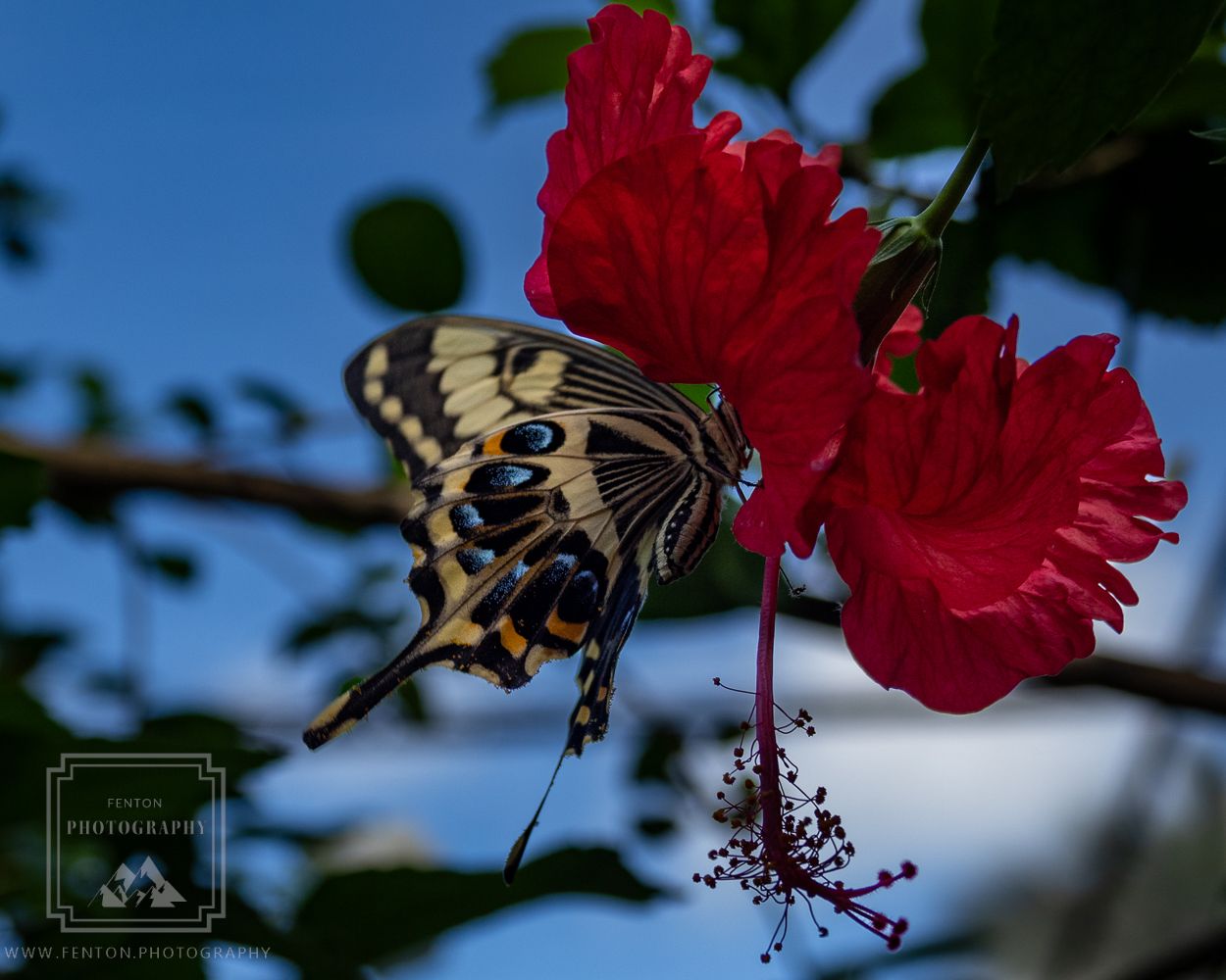 The Butterfly Farm Aruba, Aruba