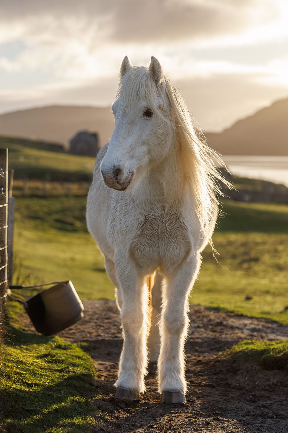 The White horse of Luskentyre, United Kingdom