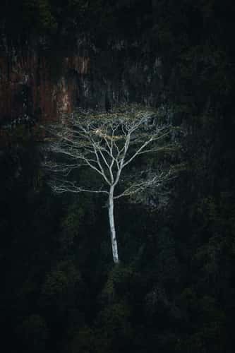 White tree, Black River Gorges National Park