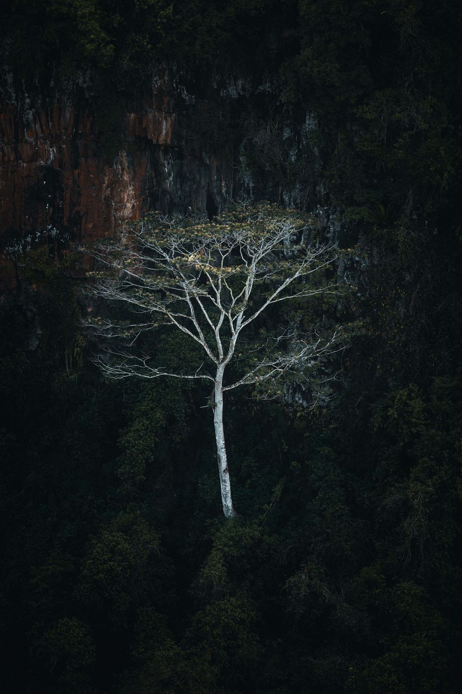 White tree, Black River Gorges National Park, Mauritius