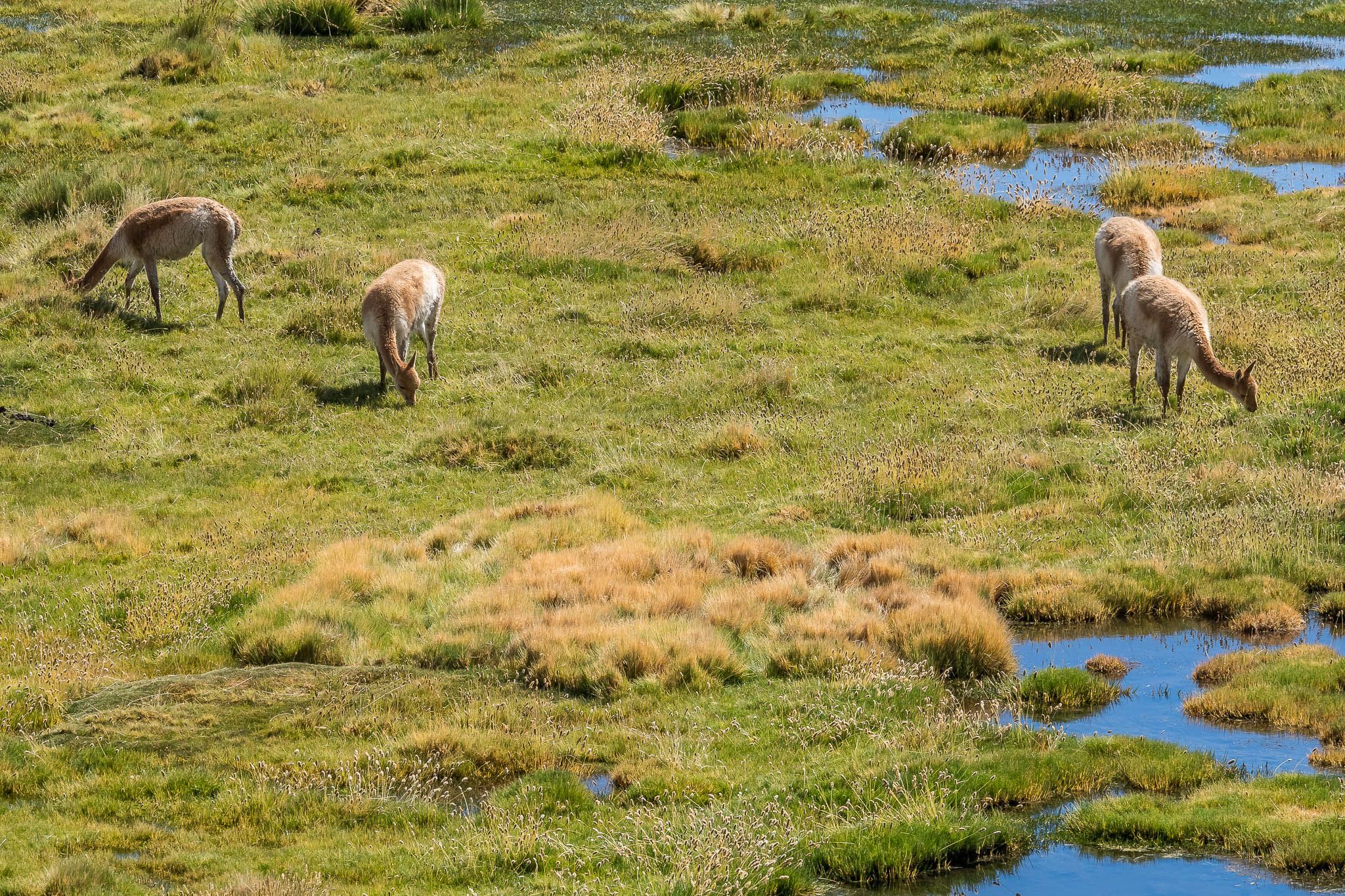 Wild vicunas, Chile