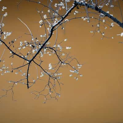 Wintersweet in the temple, Suzhou, China