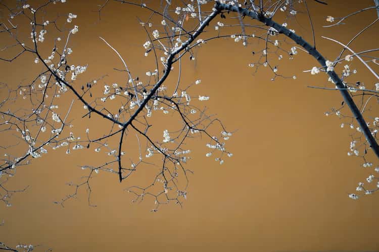 Wintersweet in the temple, Suzhou