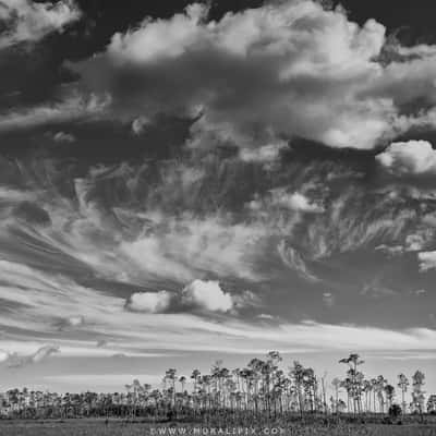 Along Mahogany Hammock Rd in Everglades, USA