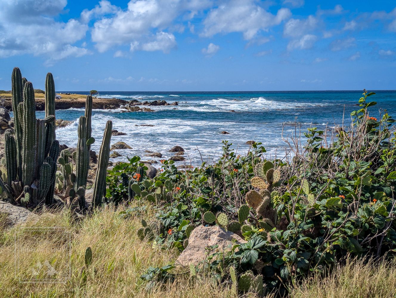 Aruba Shore in the Sasariwichi Dunes, Aruba