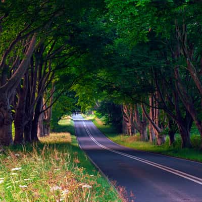 Beech Avenue, Dorset, United Kingdom