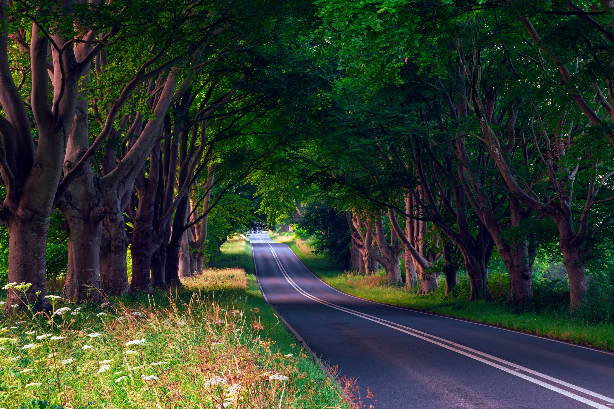 Beech Avenue, Dorset, United Kingdom