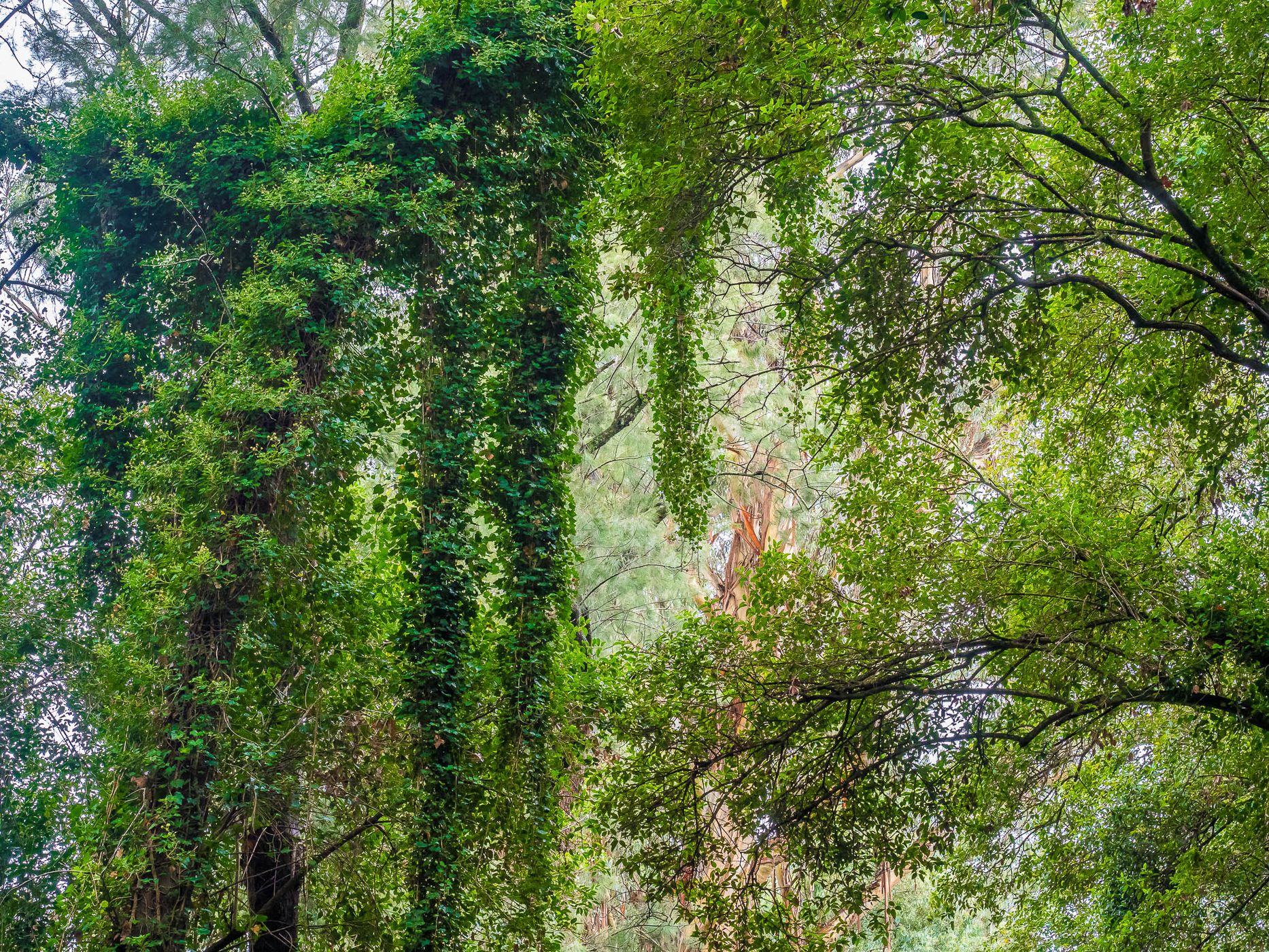 Bosque Encantado, Argentina