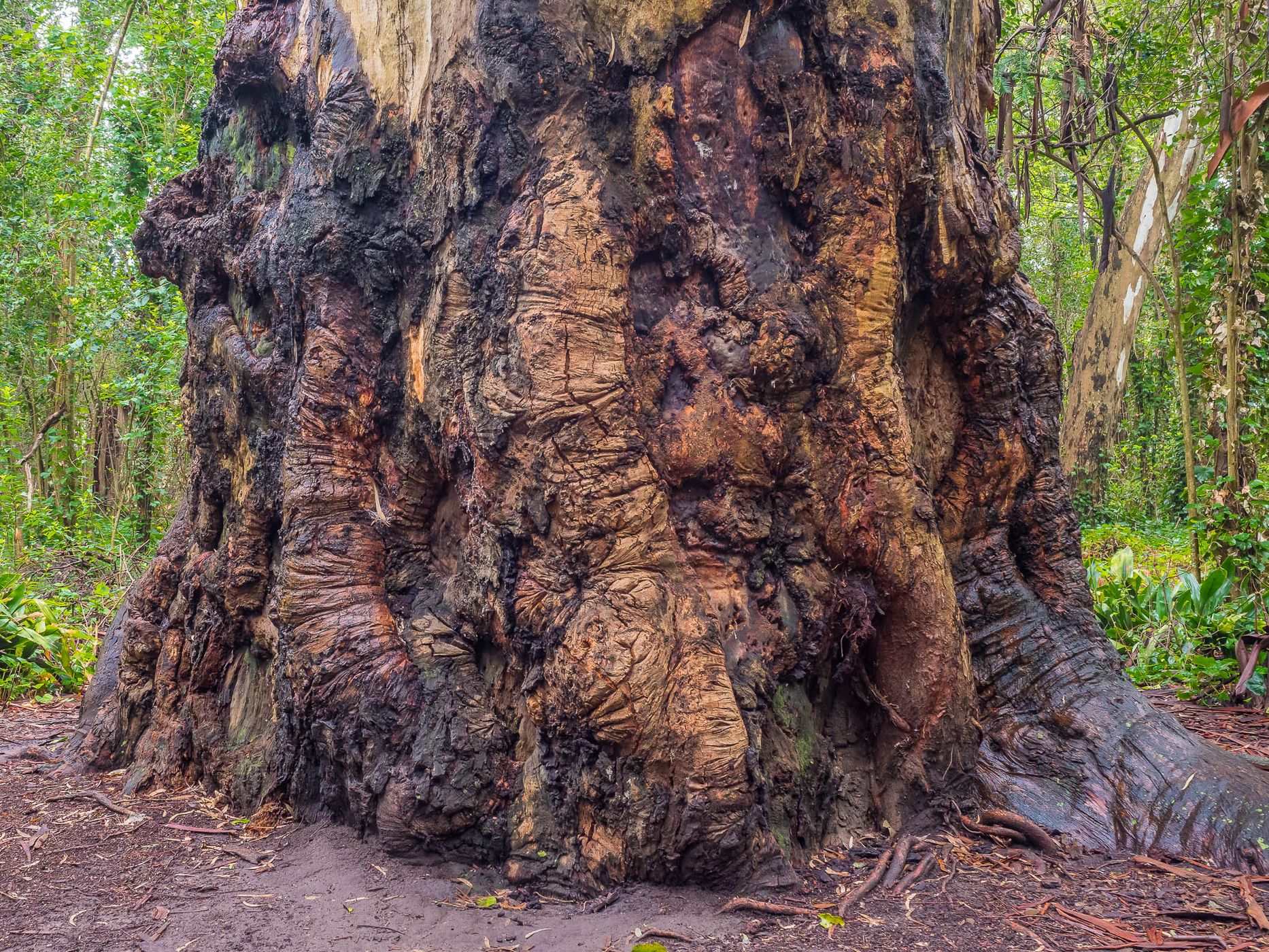 Bosque Encantado, Argentina