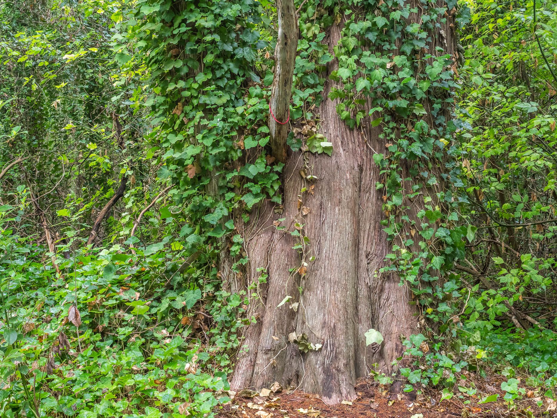 Bosque Encantado, Argentina
