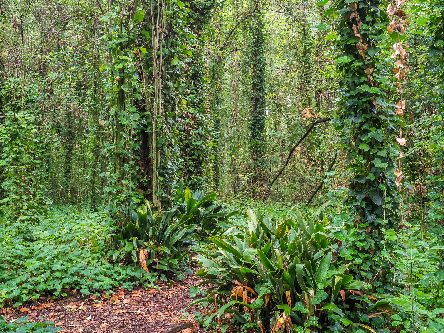 Bosque Encantado, Argentina