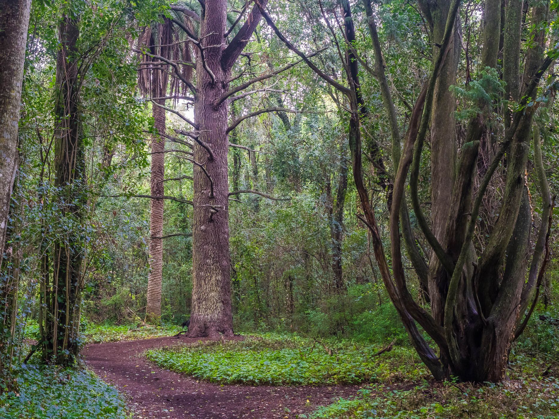 Bosque Encantado, Argentina