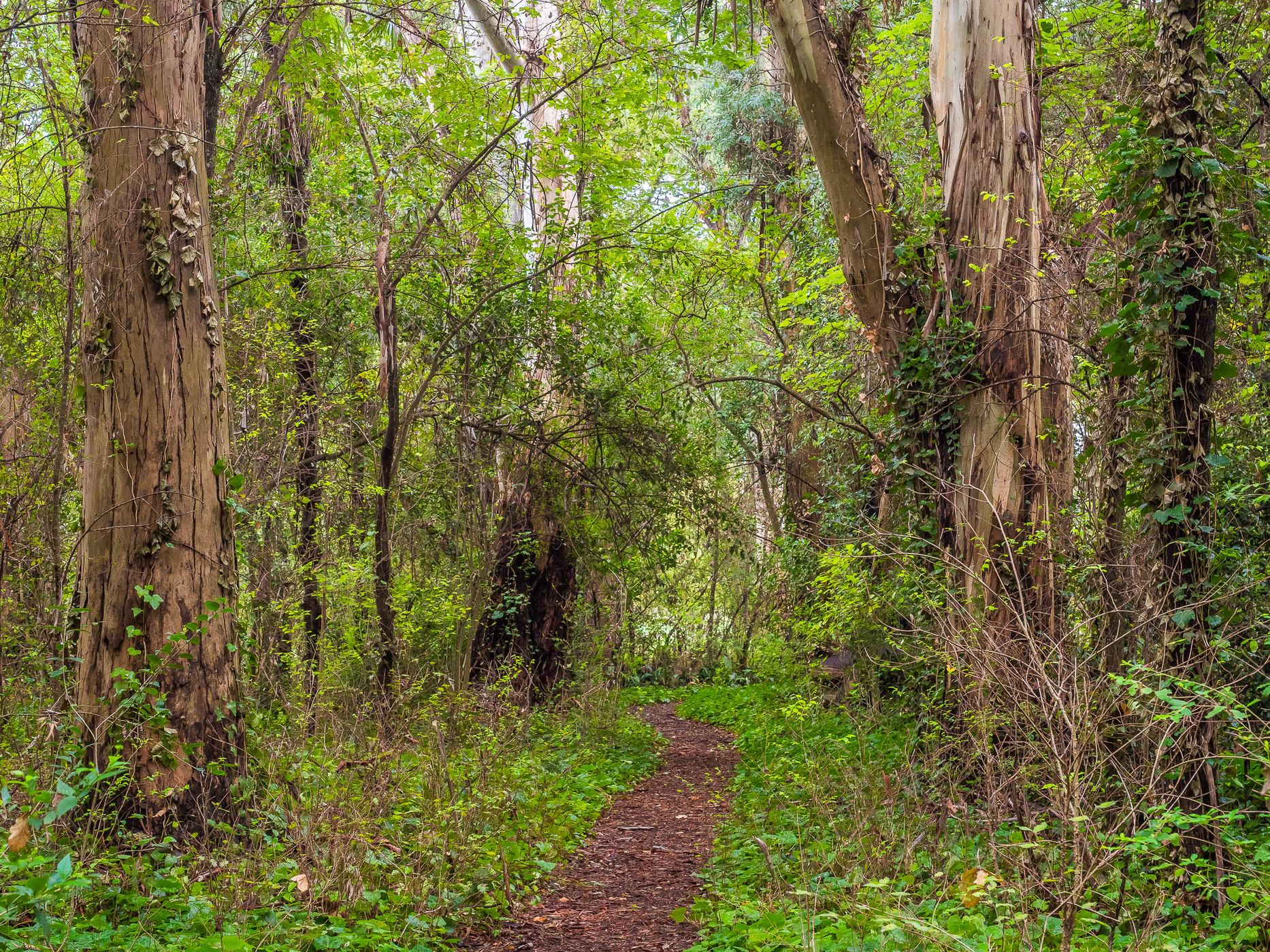 Bosque Encantado, Argentina