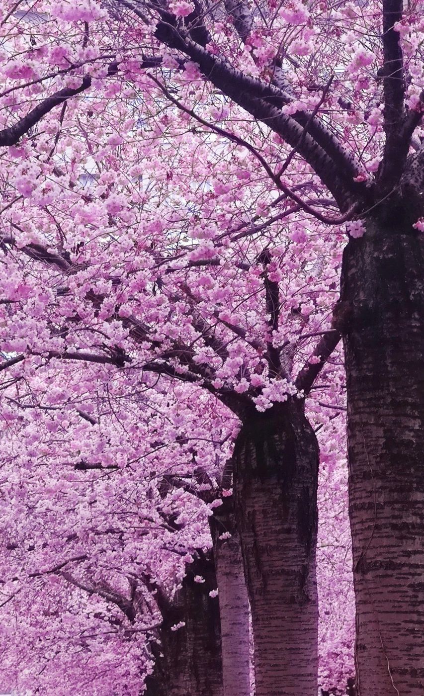 Cherry blossoms, Switzerland