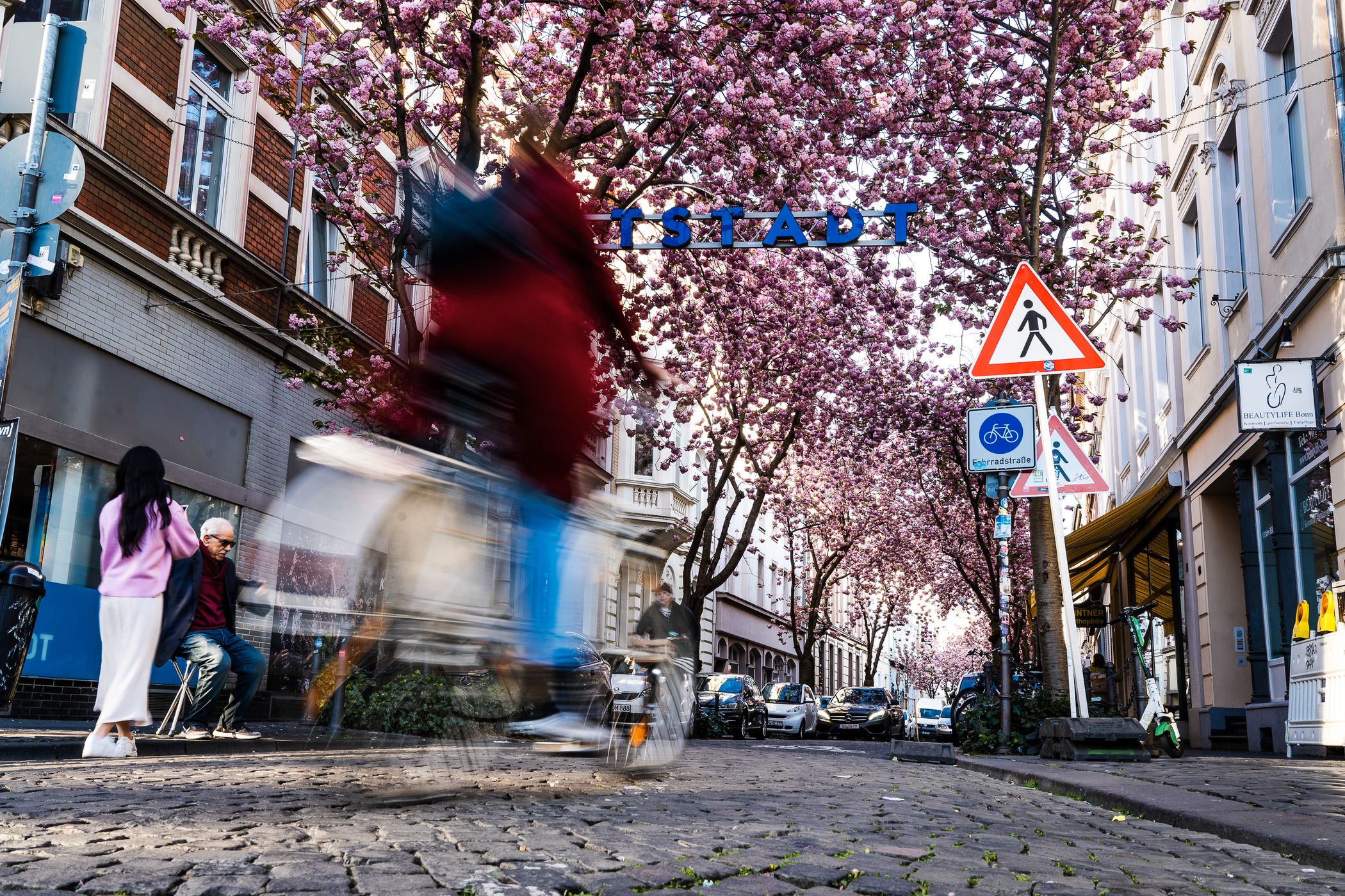 Cherry trees at Heerstreet, Bonn, Germany