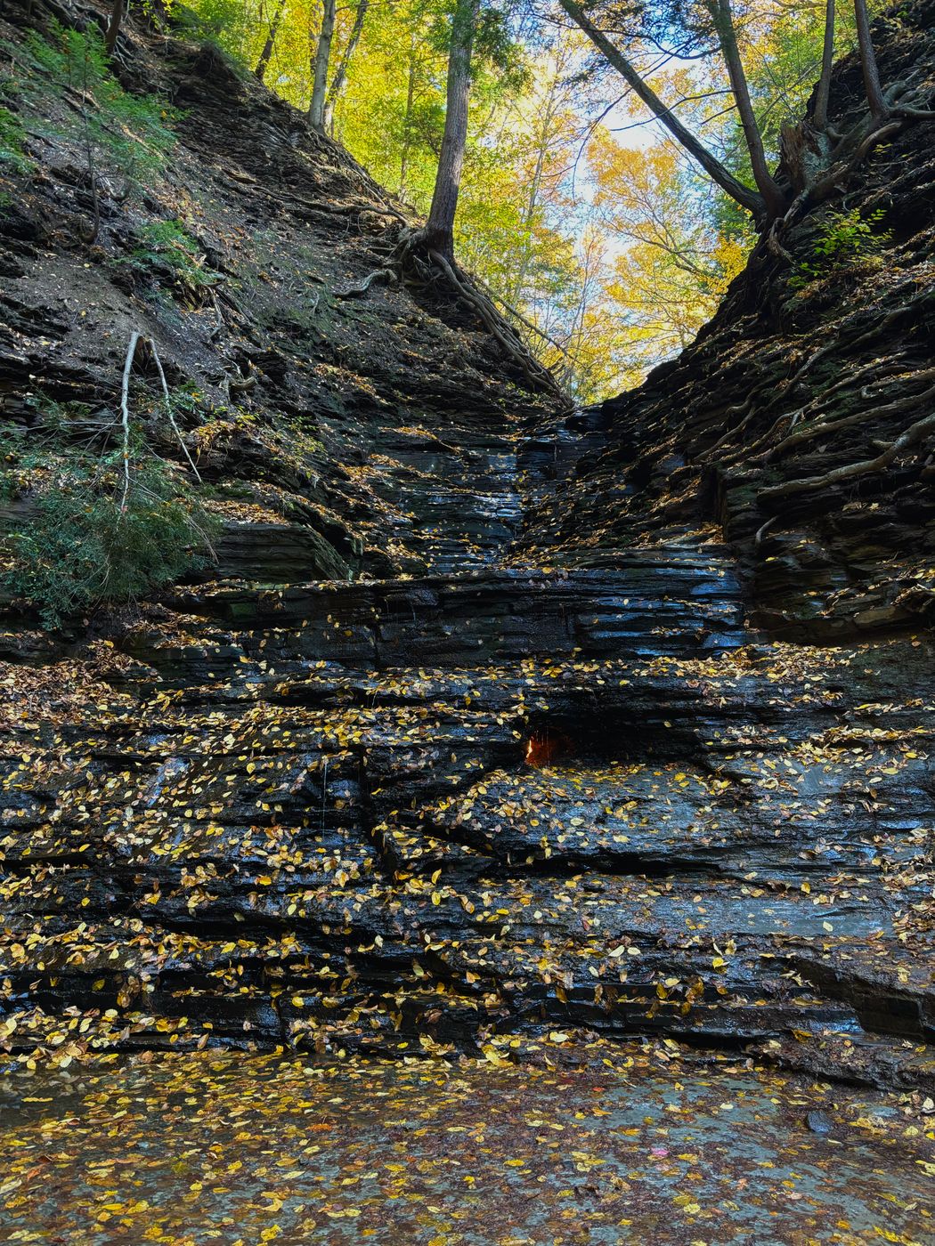Chestnut Ridge Park, USA