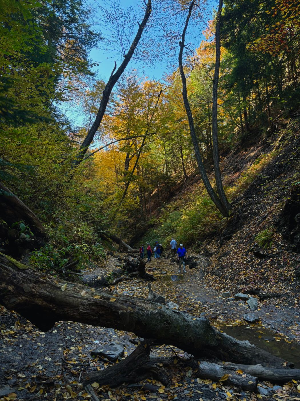 Chestnut Ridge Park, USA