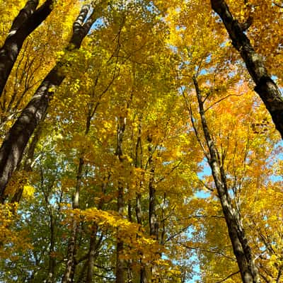 Chestnut Ridge Park, USA