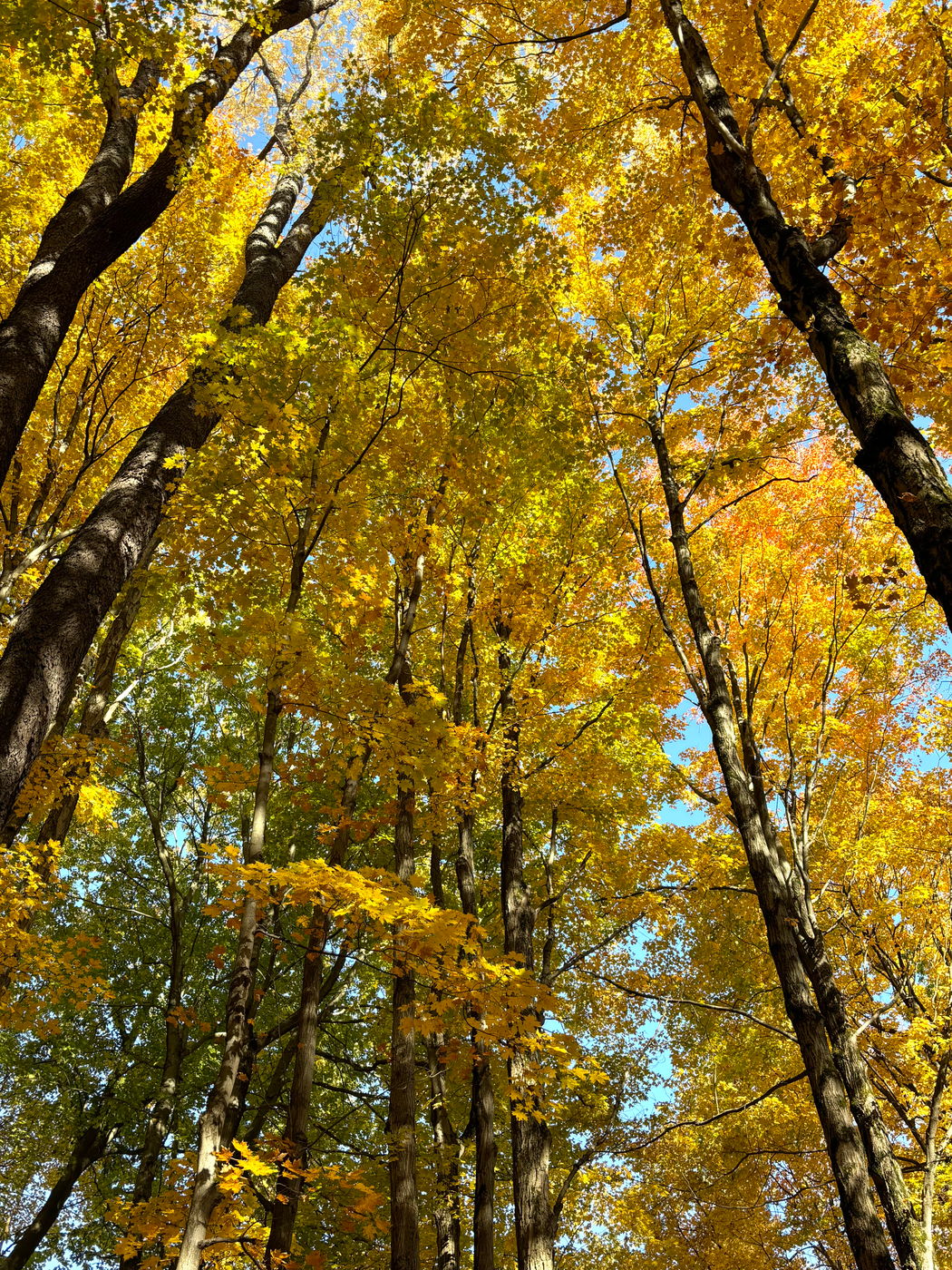 Chestnut Ridge Park, USA