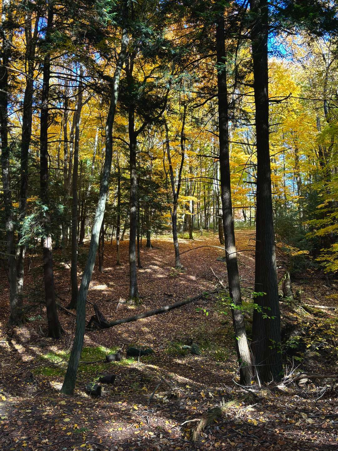 Chestnut Ridge Park, USA