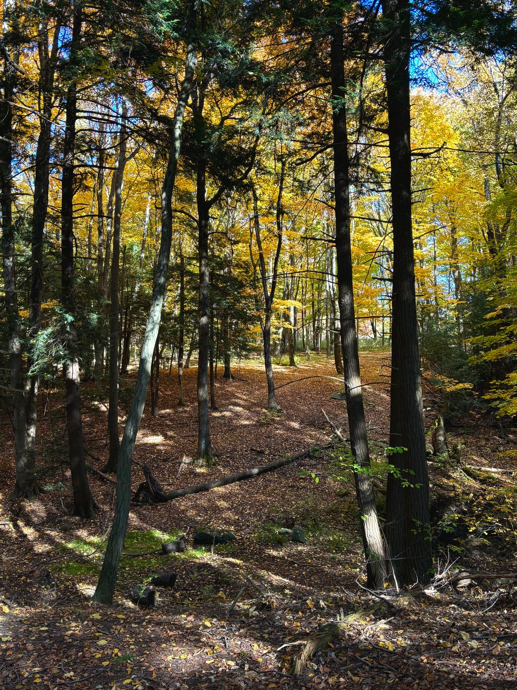 Chestnut Ridge Park, USA