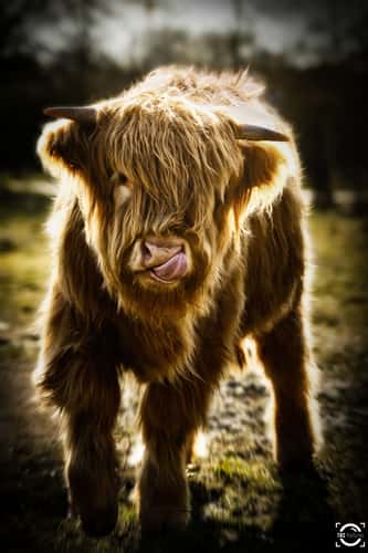 Cow meadow
