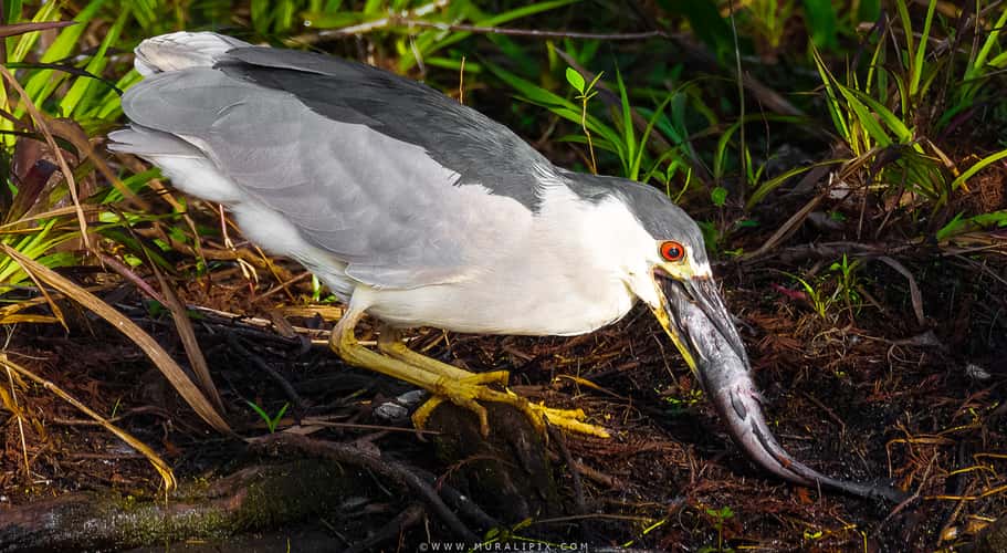 CREW Bird Rookery Swamp Trails
