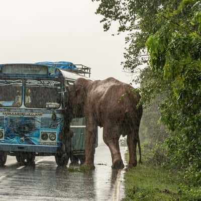 Elephant Attack in Sri Lanka, Sri Lanka