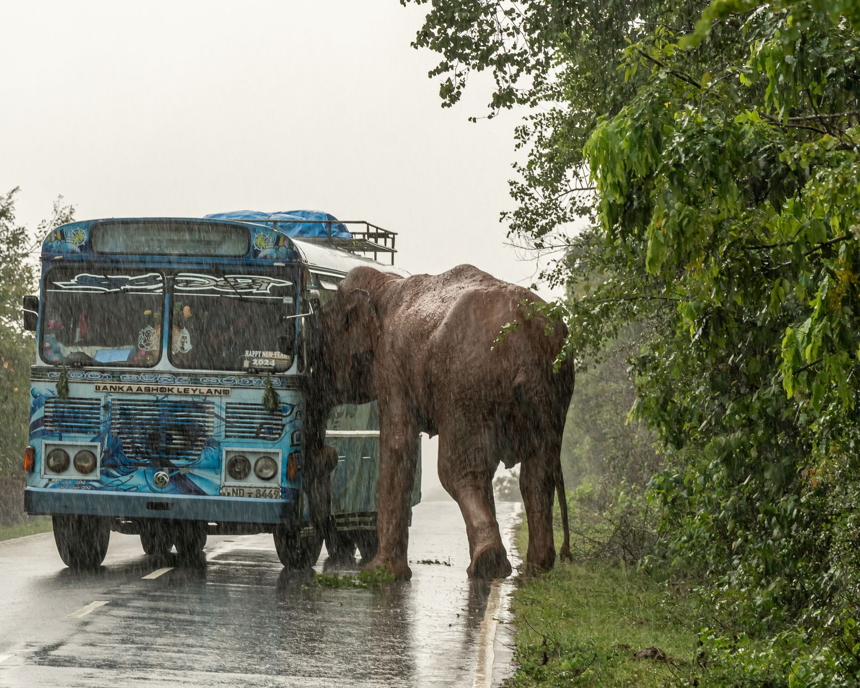 Elephant Attack in Sri Lanka, Sri Lanka