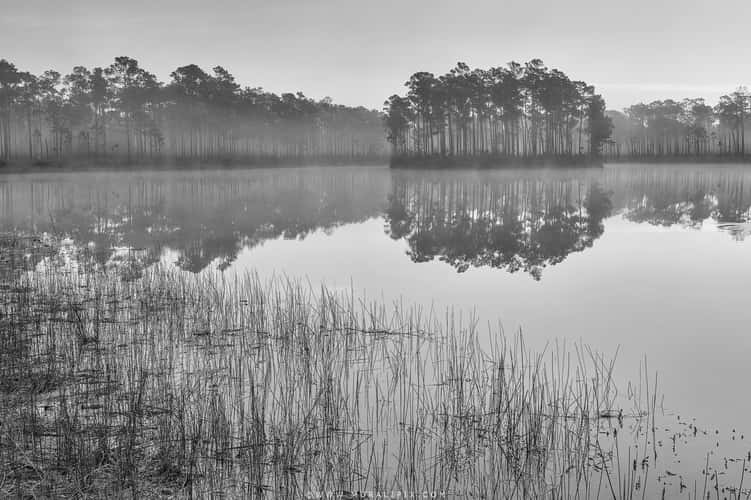 Everglades Long Pine Key