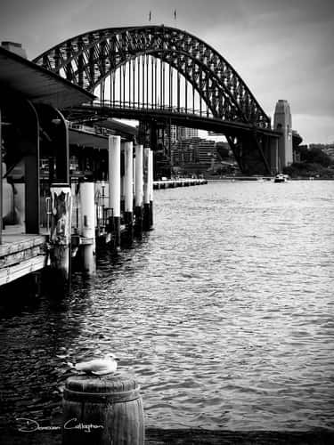 Ferry & Harbour Bridge, Circular Quay, Sydney