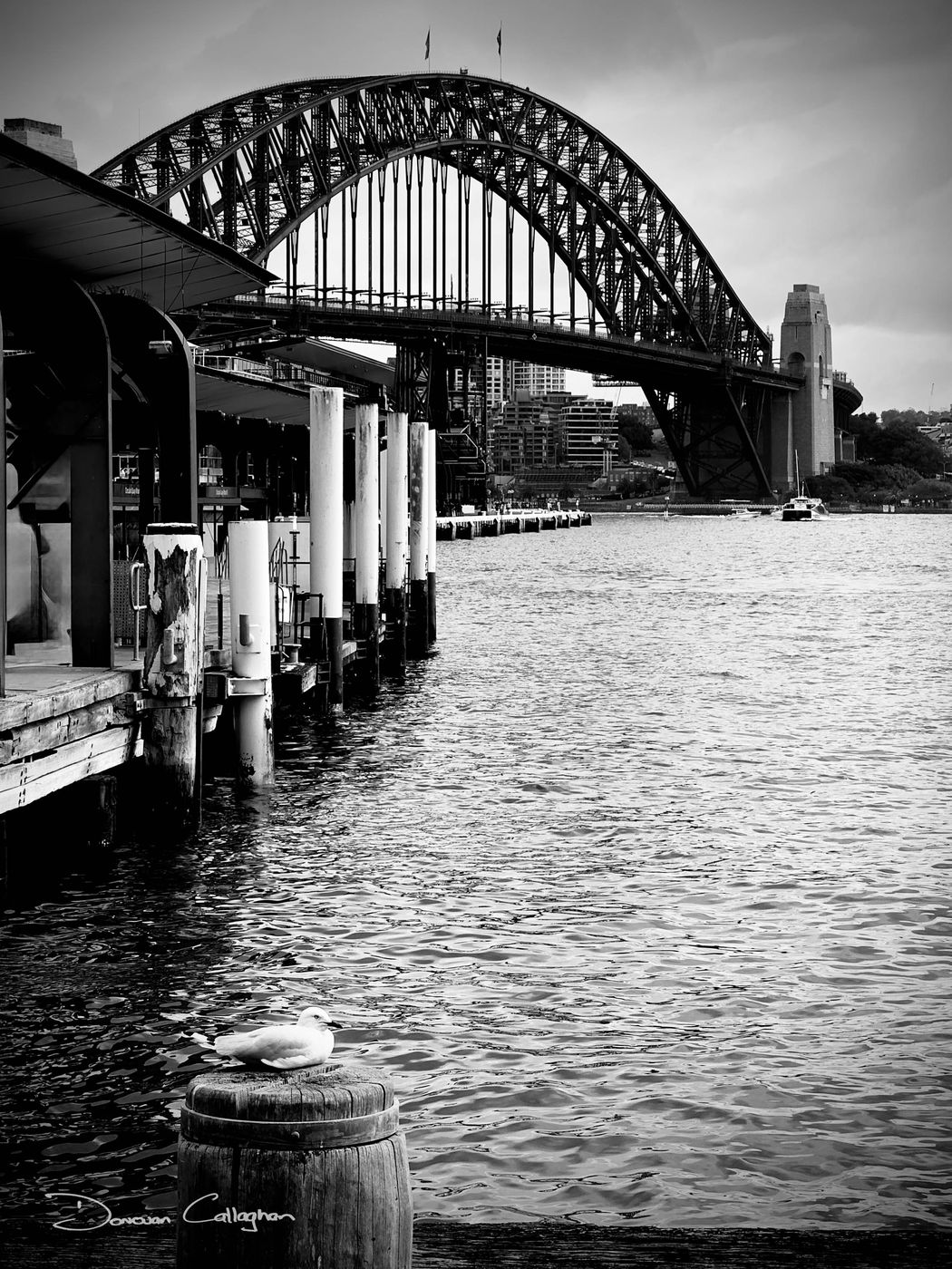 Ferry & Harbour Bridge, Circular Quay, Sydney, Australia