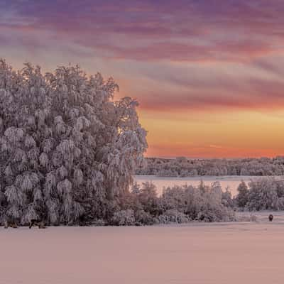 Finish morning mood with reindeer, Finland