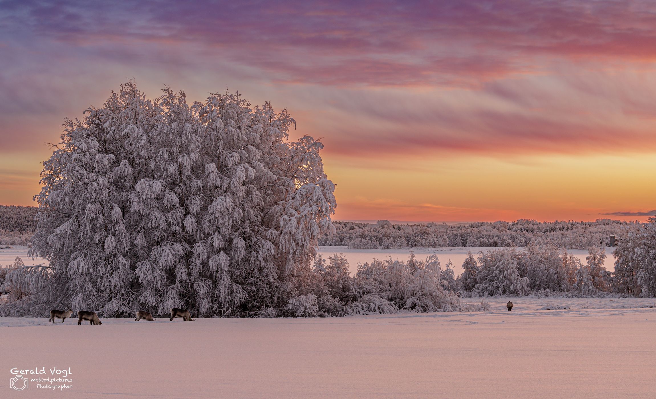 Finish morning mood with reindeer, Finland