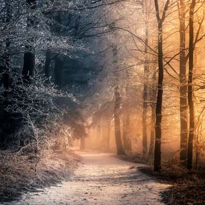 Forest Path on the Rosaliengebirge, Austria
