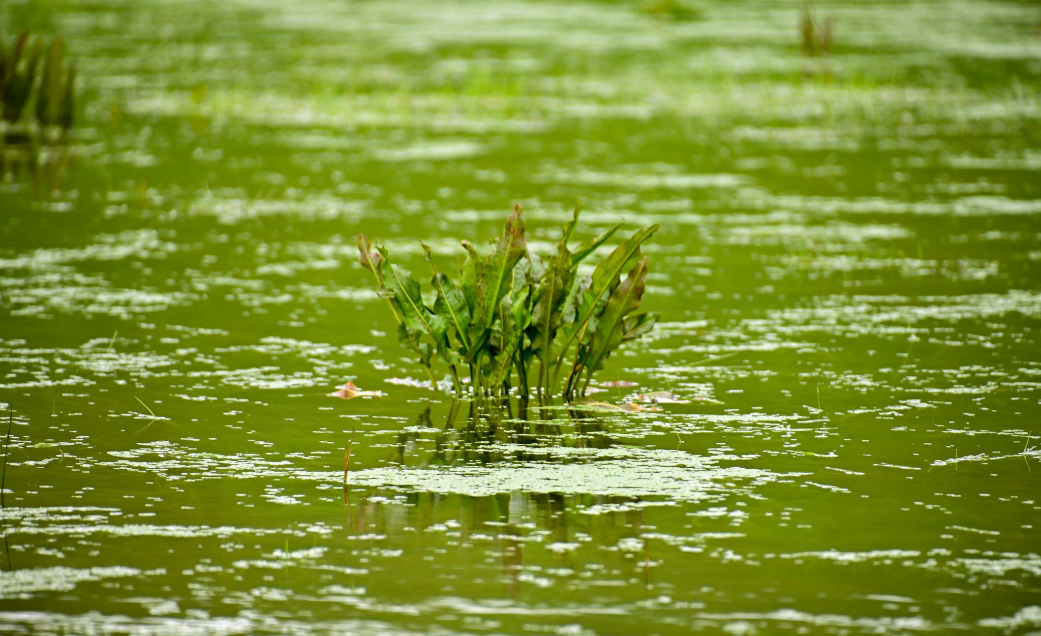 Green area surrounding 'Lagoa de São Brás', Portugal