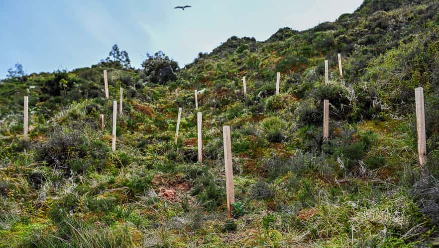 Green area surrounding 'Lagoa do Fogo'
