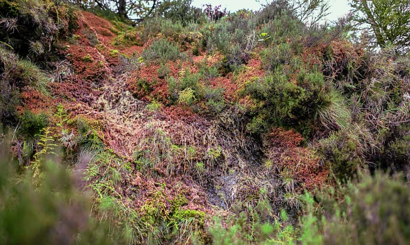 Green area surrounding 'Lagoa do Fogo'
